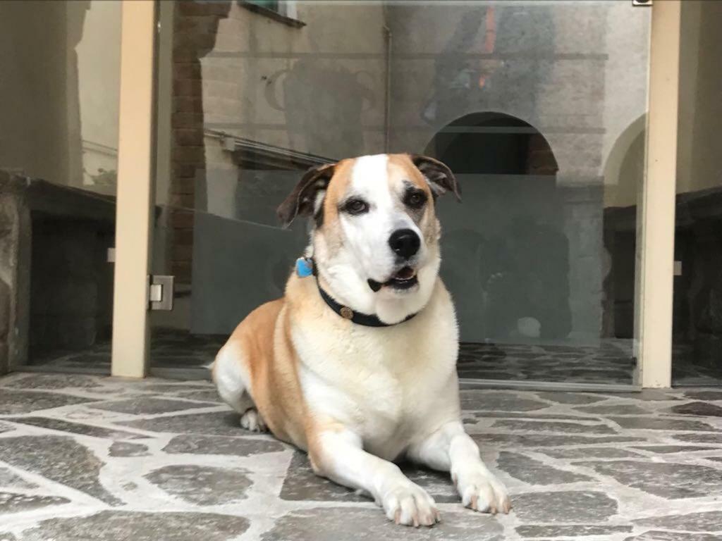 Palazzo Cestari Hotel Montesano sulla Marcellana Kültér fotó